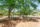 outdoor hammock grove